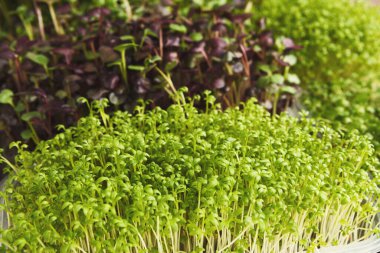 Yeşil lahanalar ve mikroyeşiller bir yüzey üzerinde bir koleksiyonda düzenlenir. Farklı çeşitlilikler görülebilir, büyüme ve tazelik göstermektedir. Bu sahnede bahçıvanlık ve yemek hazırlıkları var..