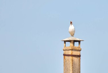 Gull perched on a chimney screaming on an azure clean sky background. Notification concept, warning concept. clipart