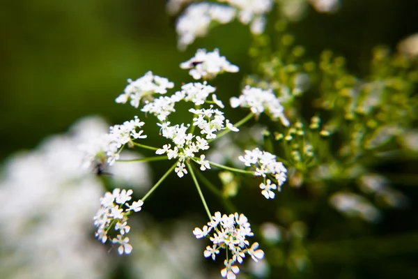 Malé květy — Stock fotografie