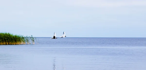 Dos gaviotas en el lago —  Fotos de Stock