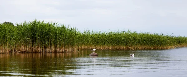 Two seagulls on the lake — Stock Photo, Image