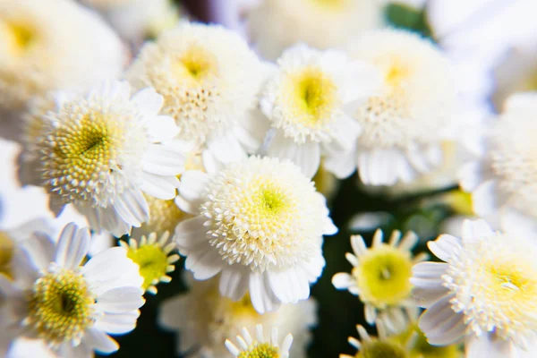 204,844 Small White Flowers Stock Photos - Free & Royalty-Free Stock Photos  from Dreamstime
