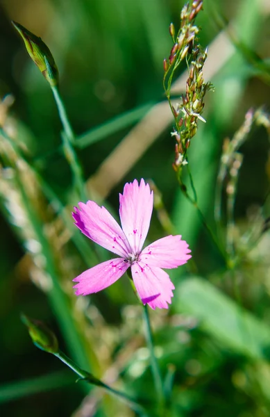 Violetti pieni kukka — kuvapankkivalokuva