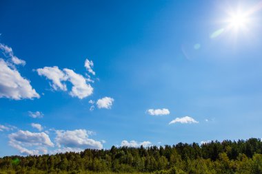 Mavi gökyüzü altında orman