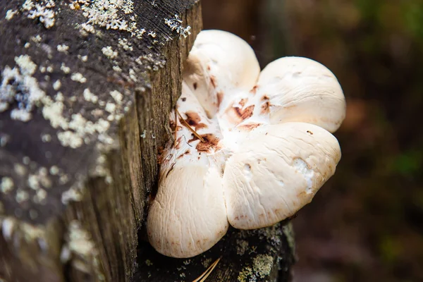 Forest flora — Stock Photo, Image