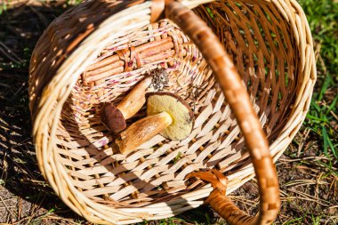 Sepet içinde iki mantar