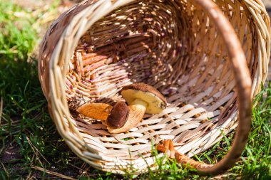 Sepet içinde iki mantar