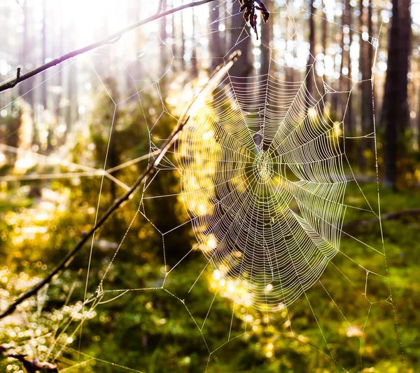 Teia de aranha na floresta — Fotografia de Stock