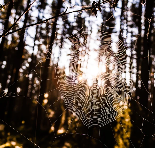 Teia de aranha na floresta — Fotografia de Stock