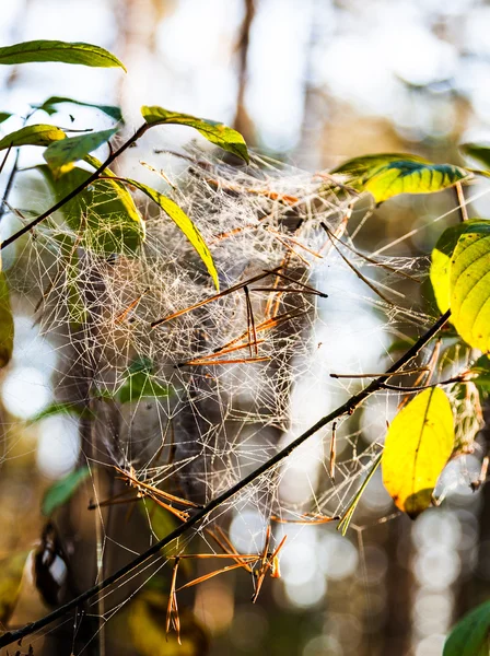 Teia de aranha na floresta — Fotografia de Stock