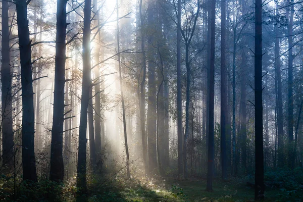 Nascer do sol na floresta — Fotografia de Stock