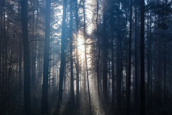 Nascer do sol na floresta — Fotografia de Stock