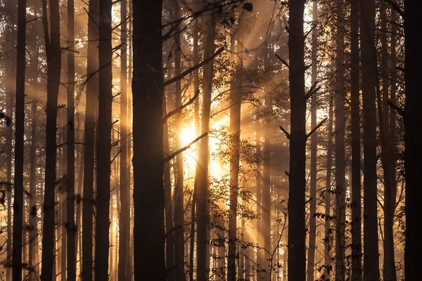 Amanecer en el bosque — Foto de Stock