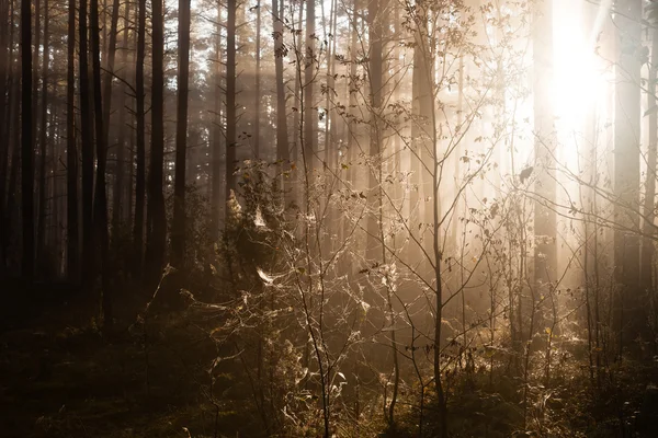 Nascer do sol na floresta — Fotografia de Stock