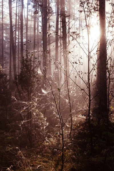 Nascer do sol na floresta — Fotografia de Stock