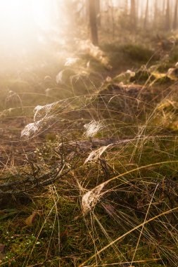 Örümcek ağı ormandaki çimenlerin üzerinde 