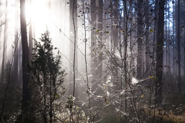 Telaraña en el bosque — Foto de Stock