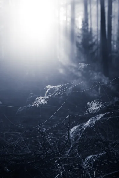 Teia de aranha na grama na floresta — Fotografia de Stock