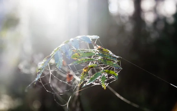 Pókháló az erdőben — Stock Fotó