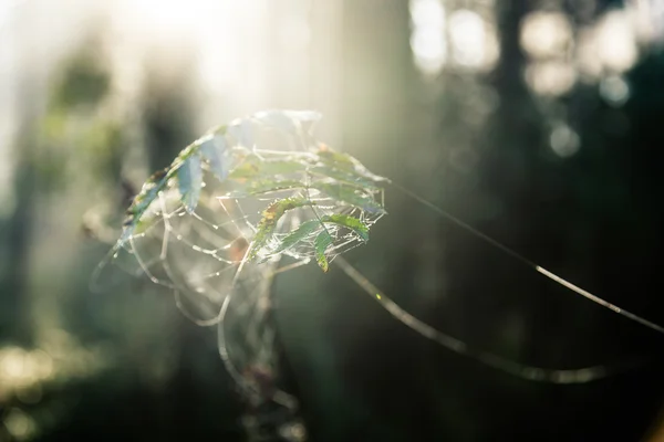 Teia de aranha na floresta — Fotografia de Stock