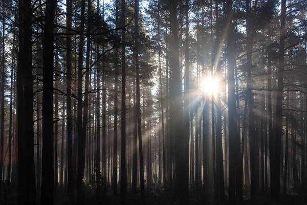 Nascer do sol na floresta — Fotografia de Stock