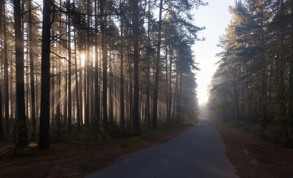 Carretera forestal por la mañana — Foto de Stock