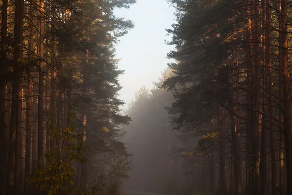 Утро в лесу — стоковое фото