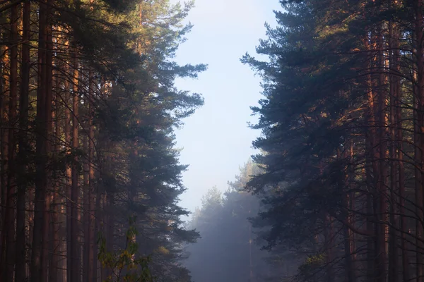 Manhã na floresta — Fotografia de Stock