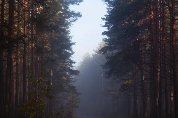 Mañana en el bosque — Foto de Stock