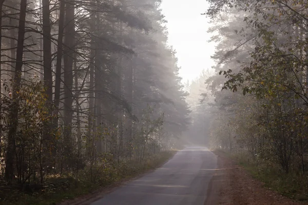 Camino de la mañana en bosque — Foto de Stock