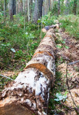Boyutlanmış ahşap