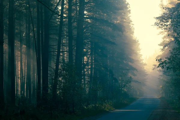 아침의 숲 속 도로 — 스톡 사진