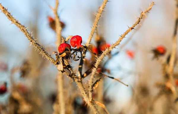 Yabani gül kış meyveleri — Stok fotoğraf