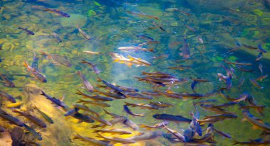  Balıklar Nehri'nde balık