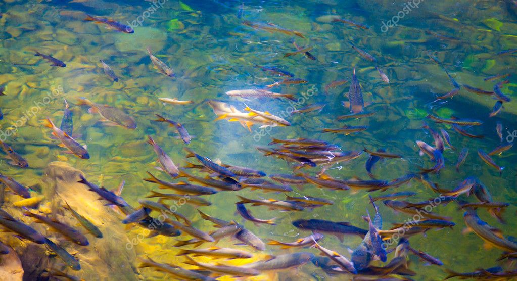 Prólogo Hazel Depositphotos_65692525-stock-photo-shoal-of-fishes-in-river