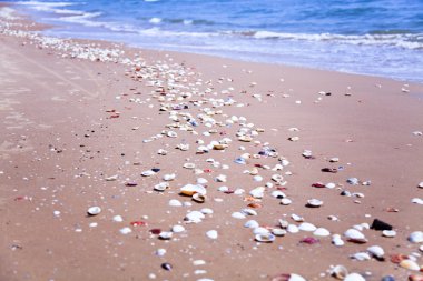 Sahilde deniz kabukları