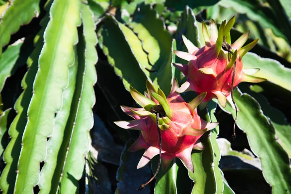 Hylocereus