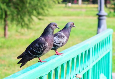 Köprüde iki güvercin