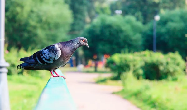 Parkta bir güvercini — Stok fotoğraf