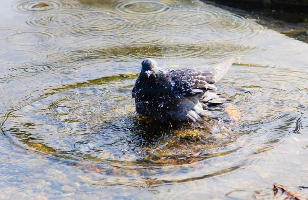 One pigeon in the lake — Stock Photo, Image