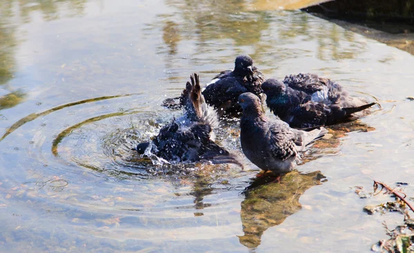 Pombos nadam no lago — Fotografia de Stock