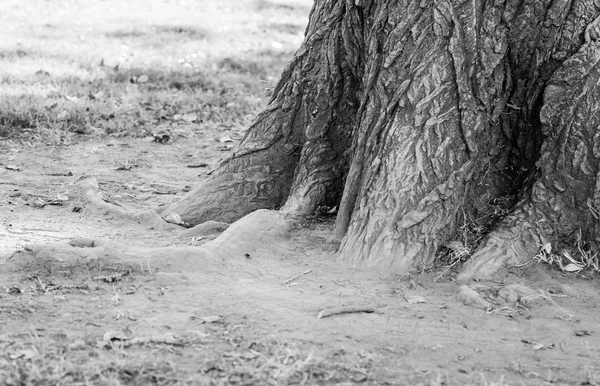 Parte inferior del árbol de excavación en blanco y negro — Foto de Stock