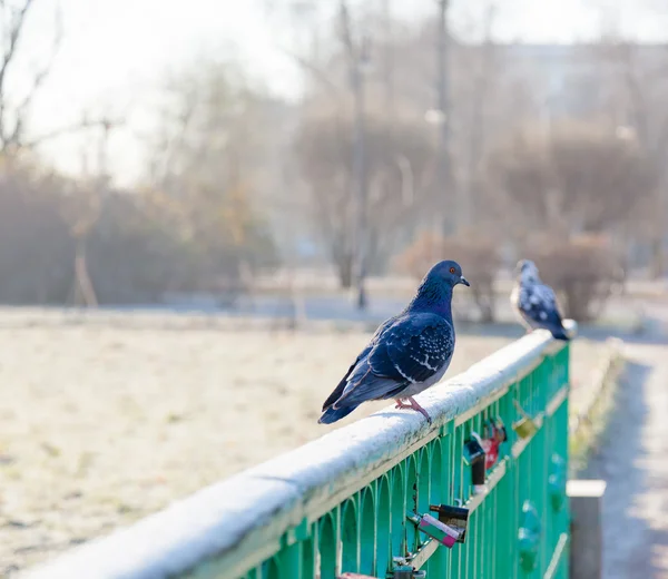 Pombos no parque — Fotografia de Stock