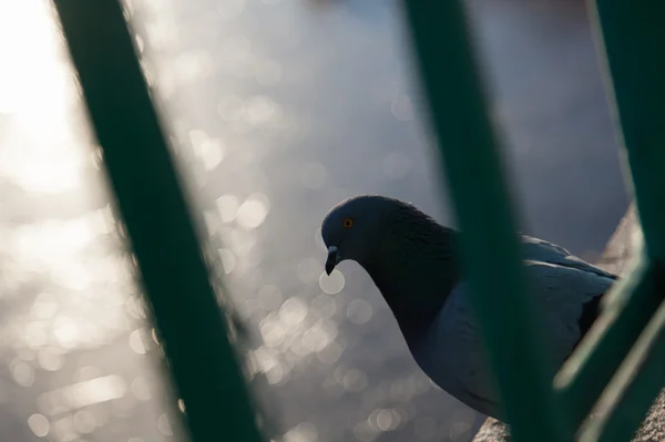 Un piccione sul ponte — Foto Stock