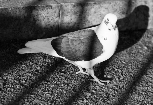 Pombo em preto e branco — Fotografia de Stock