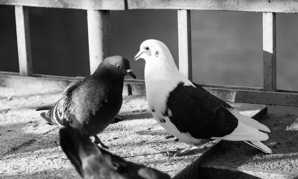 Pigeons in black and white — Stock Photo, Image
