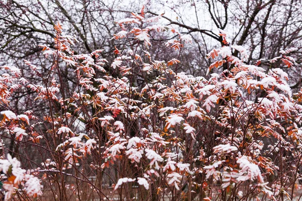 Zimní bush — Stock fotografie