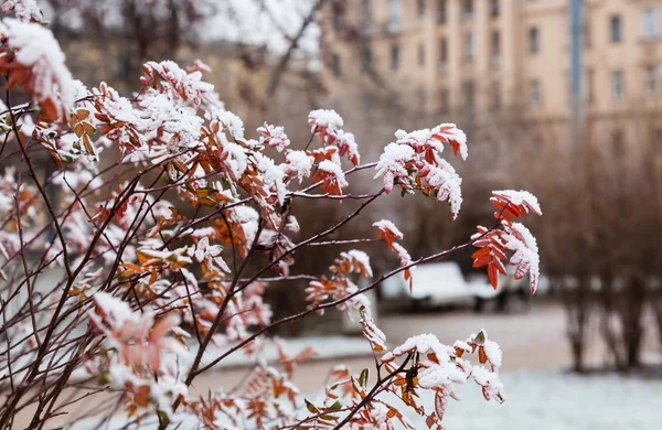 Buisson d'hiver — Photo