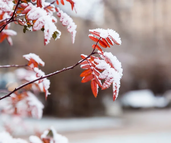 Buisson d'hiver — Photo