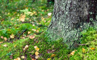 alt ağaç ve mantar